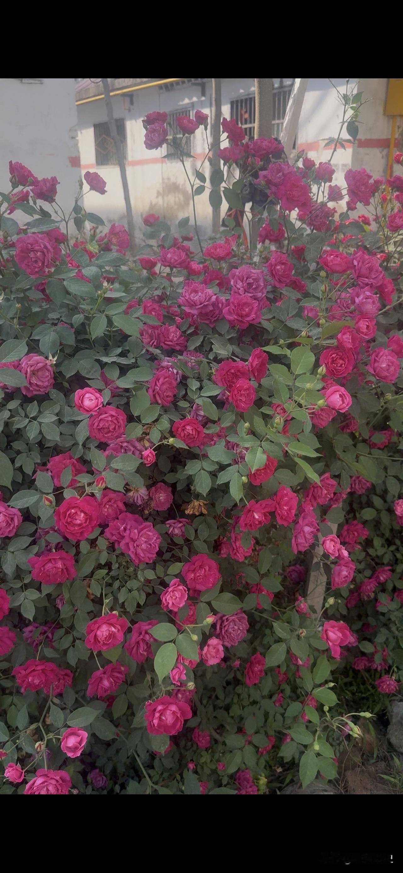 懒人养花首选 地栽红木香

红木香月季特点是它不挑环境，耐热耐旱，而且基本不用管
