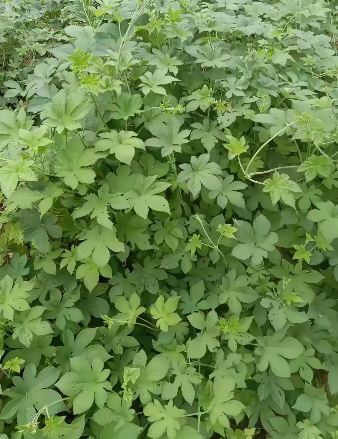 你们那方言管它叫啥