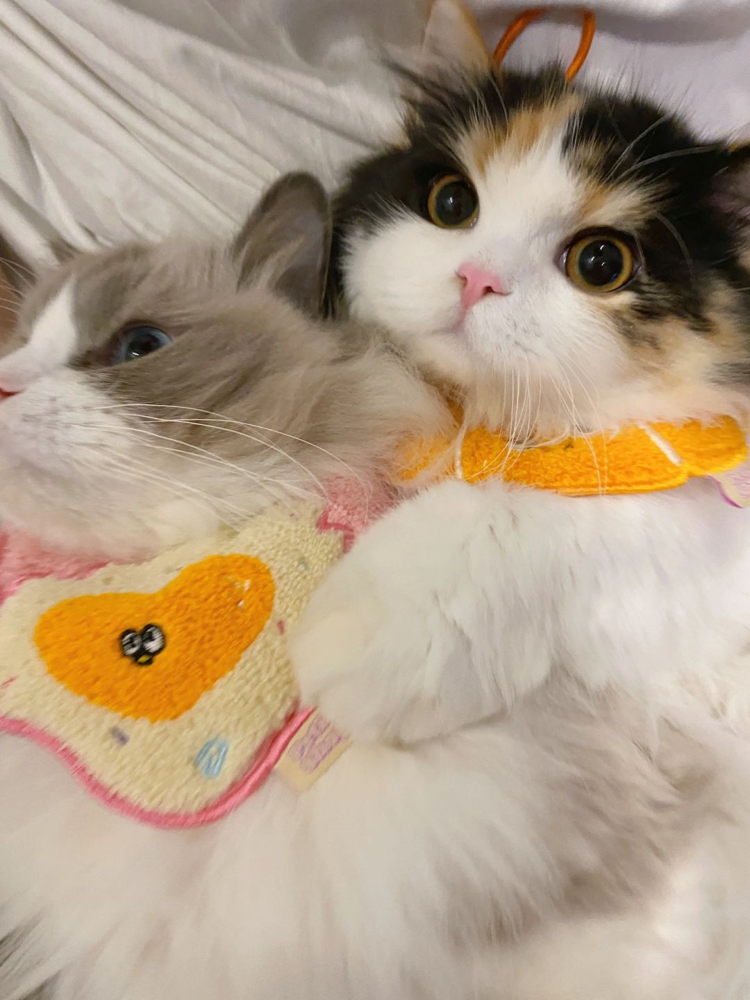 妈妈说要外出打猎7天，姨姨们这是尊嘟假嘟🥐