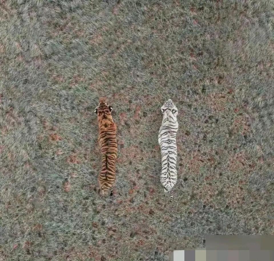 终于知道为啥古人称老虎🐅为大虫了吧，很可能是因为古人躲在树上发现老虎像大虫的