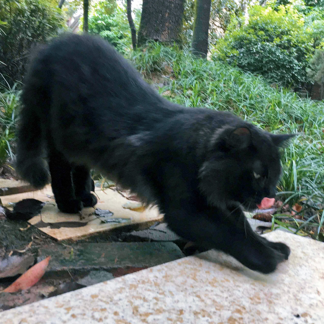 这颜色，这旺盛的毛发，在夏天一定受了不少苦，哈哈哈哈