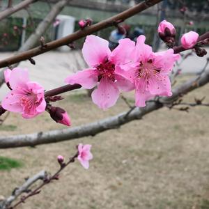 静待花儿开