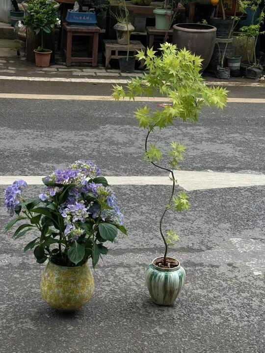 终于拥有了这么好看的植物！