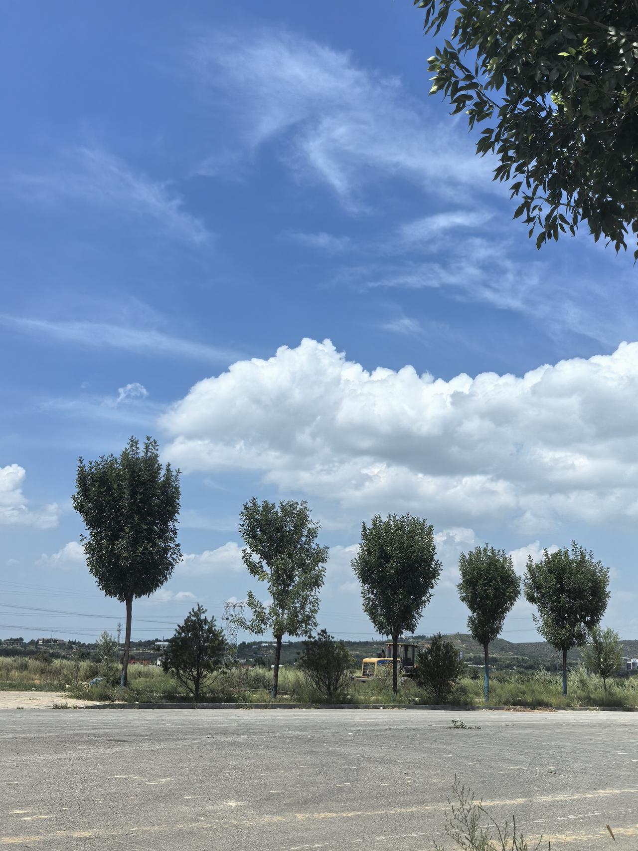 蓝天白云下，几棵树静静地站着。