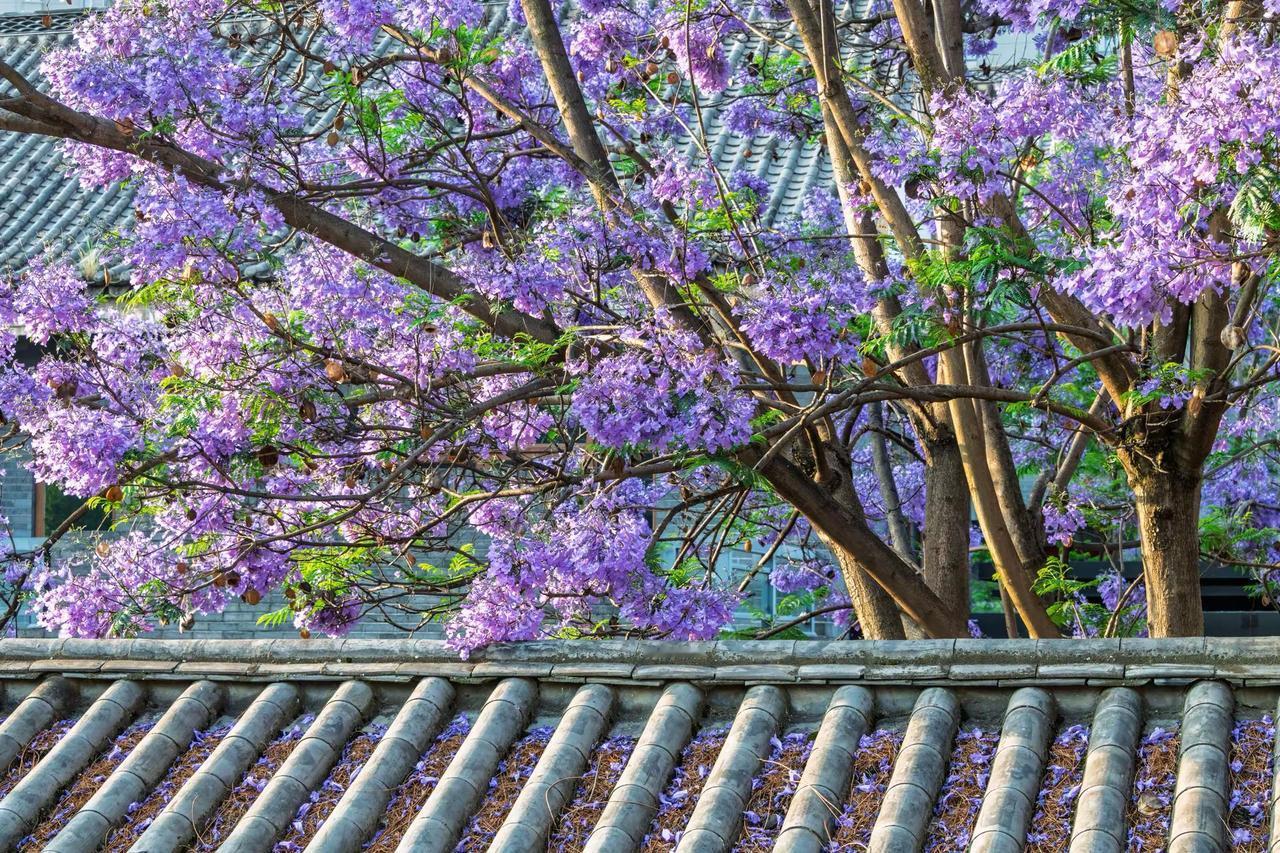 昆明富民上河院蓝花楹。昆明富民上河院蓝花楹