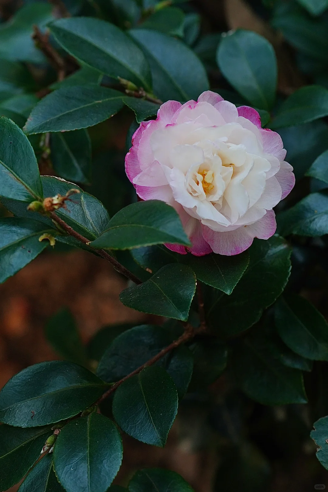 茶梅花开｜埃米莉