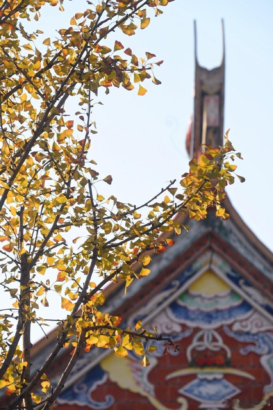 泉州承天寺银杏开始变黄了  冬至日，承天寺赏银杏，有黄叶也有绿叶，在寺庙红墙琉璃