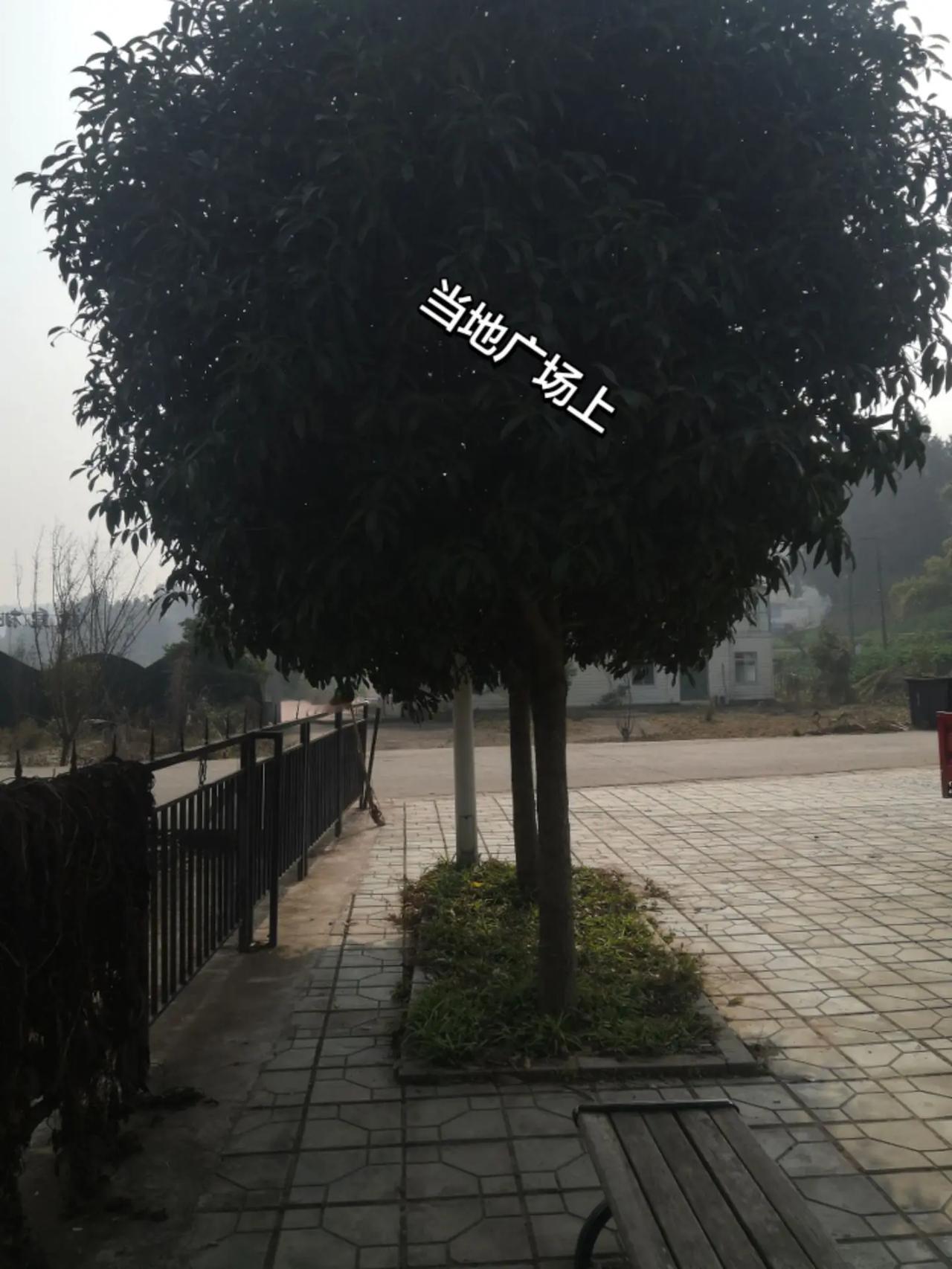 威尔士公开赛 6666元锦鲤本尊找到了 田园生活小院儿 夜间行车