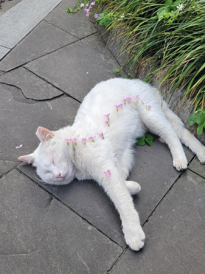 众所周知猫科动物在睡觉时也很警惕 