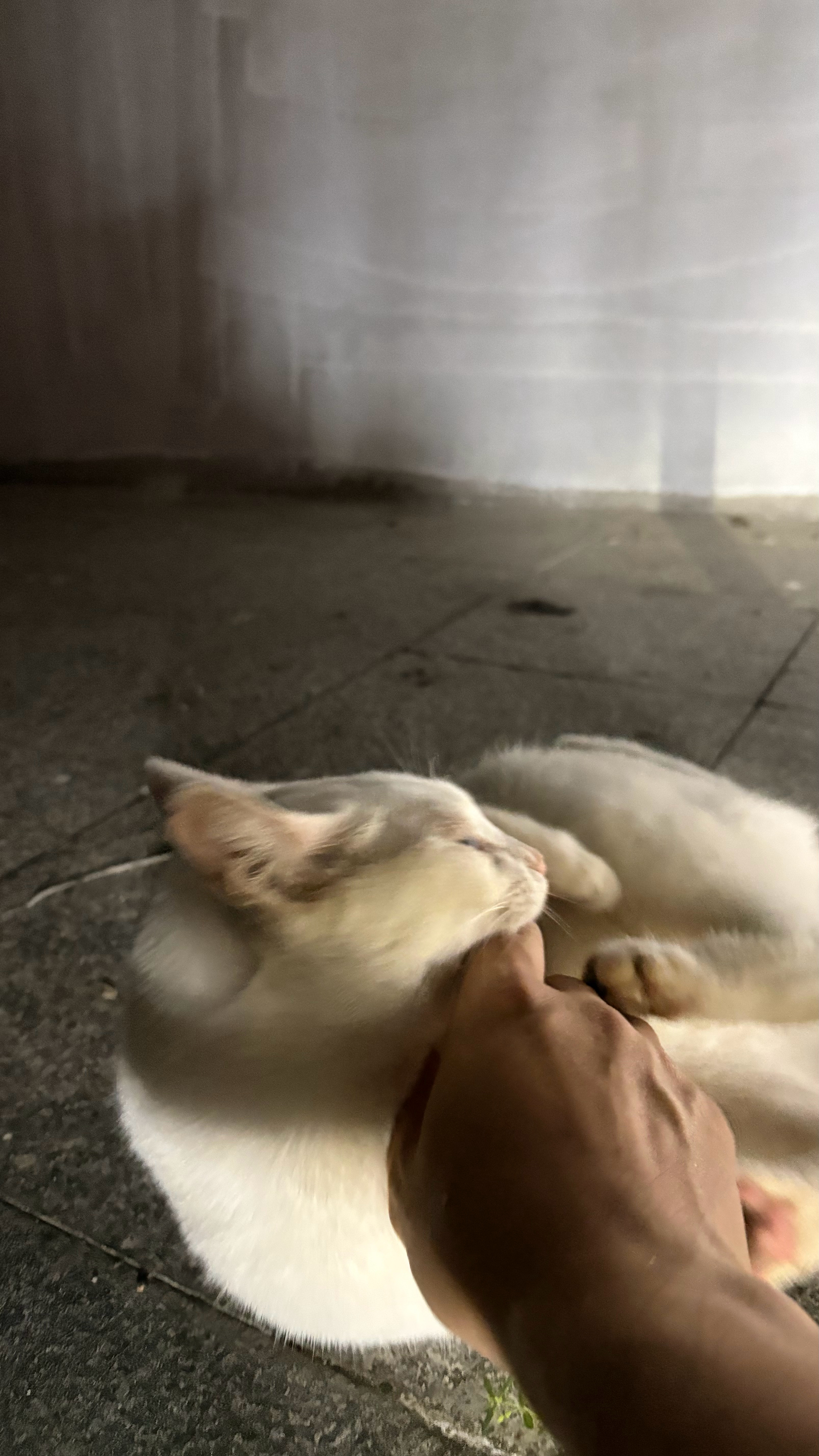 深夜里，四下无人，夏夜的虫子叫得还蛮喧哗，蹲在墙角，跟去年绝育放归的白宝宝玩了好