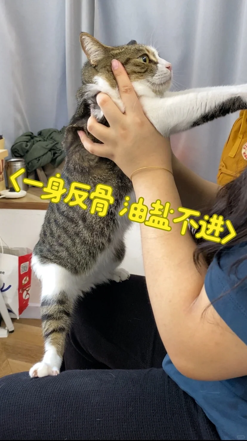 狗子打碎同事养生壶挨骂了[捂脸R]