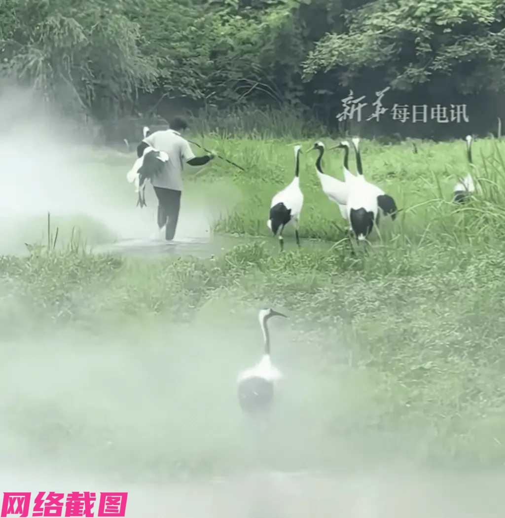 浙江某家动物园里，饲养丹顶鹤的饲养员看到丹顶鹤没听话回头，竟抱起其中一只就往回走