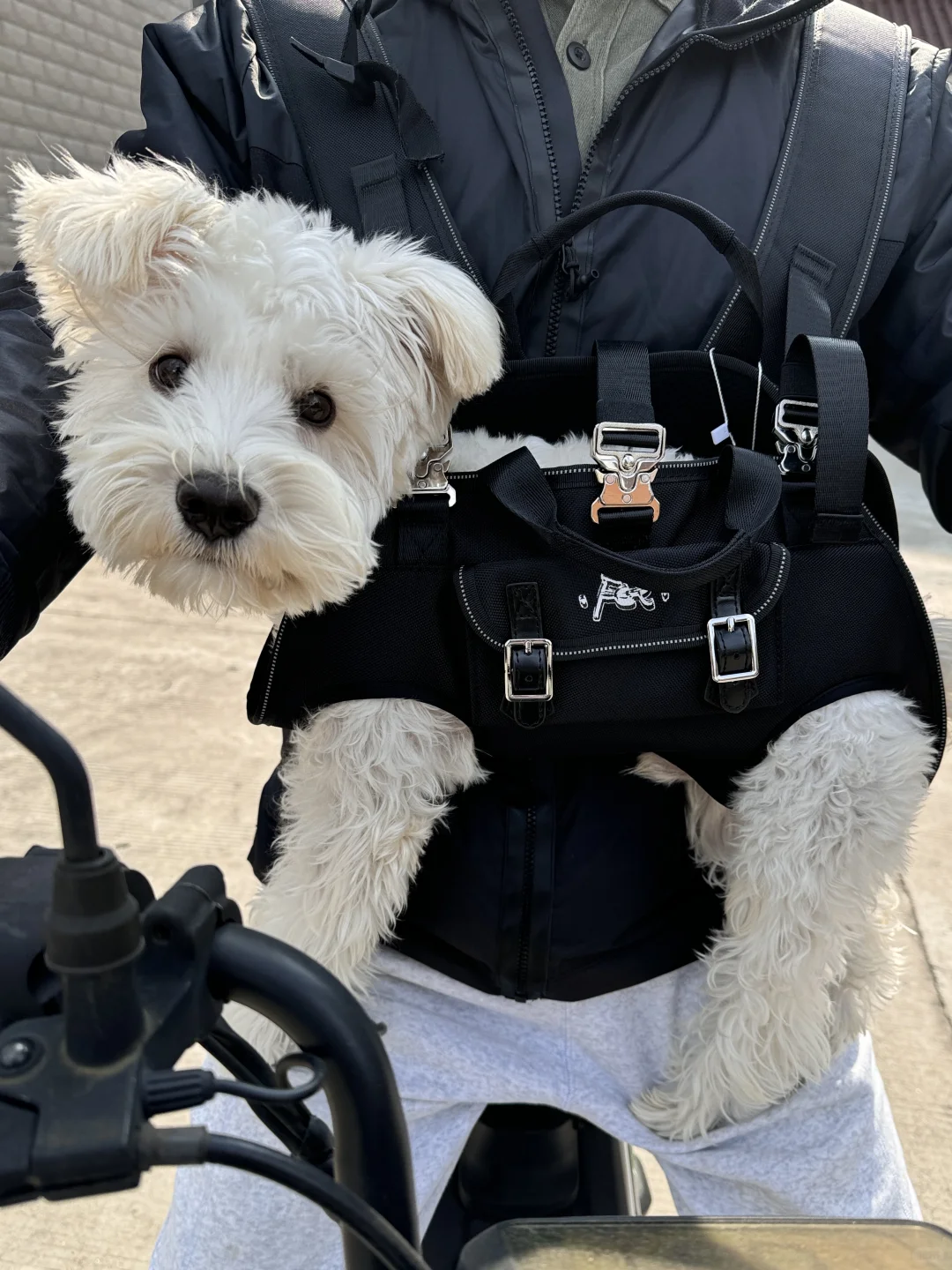 骑车出去偷狗囖🐶