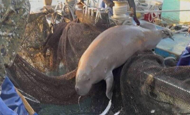 泰国“美人鱼”惨遭斩首：胸部被刺穿固定，疑涉黑暗迷信海外新鲜事 泰国瑶诺岛海域近