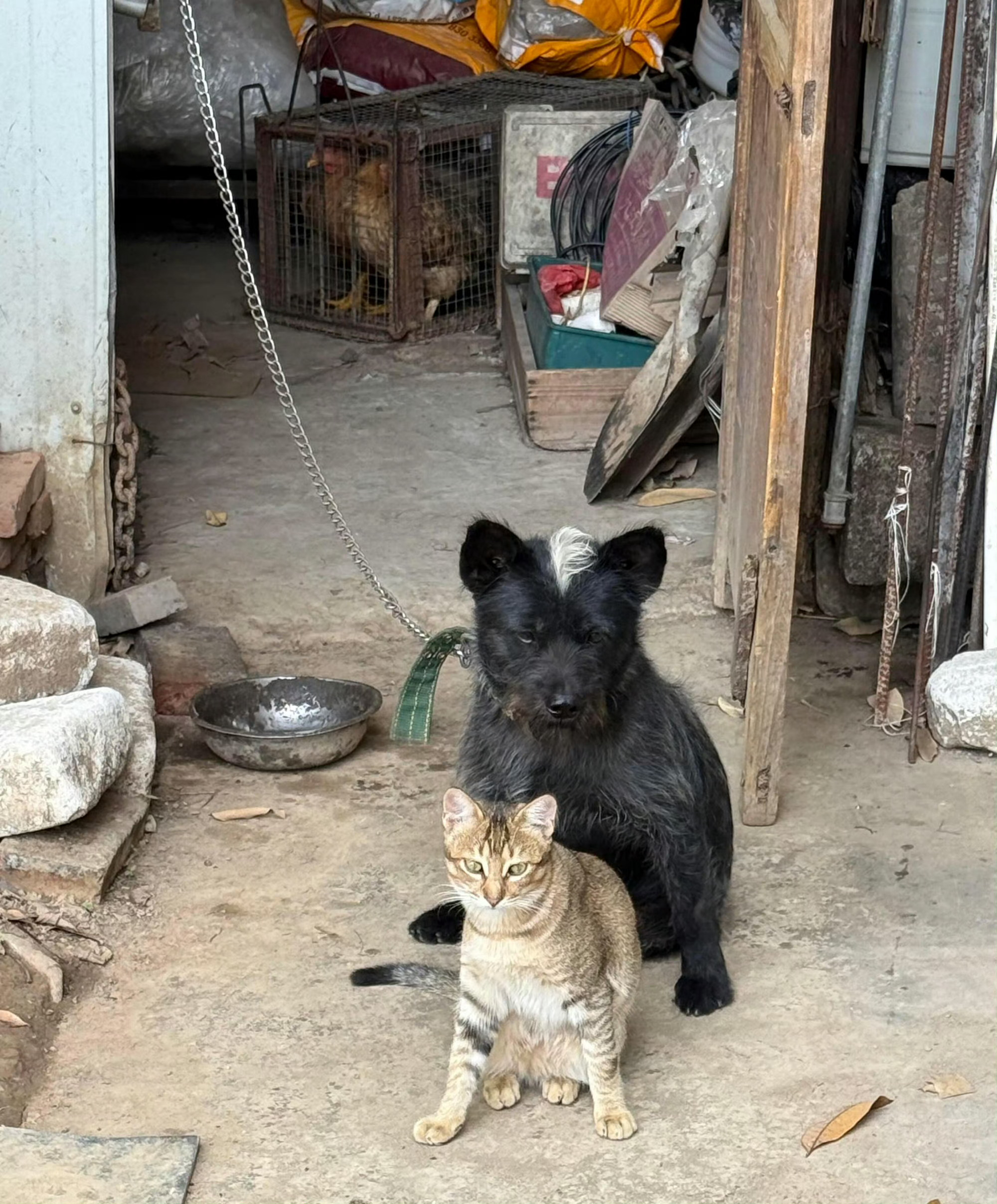 被小狗带大的小猫，坐姿一模一样 ​​​