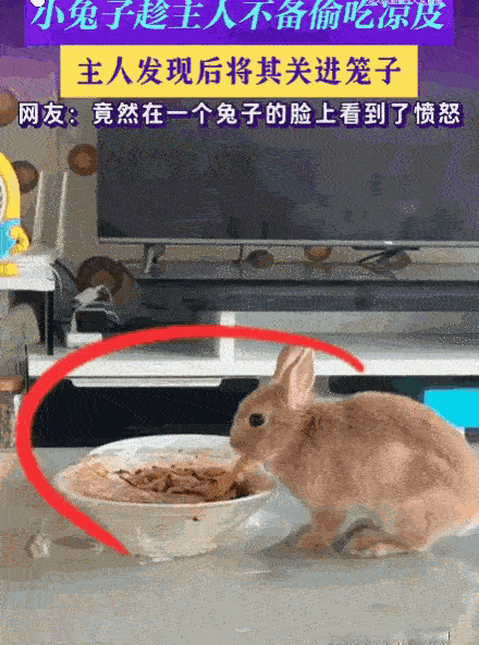 笑不活了！宁夏一名男子家养的兔子，趁他转身的功夫偷吃了一碗裹满辣油的凉皮。男子气