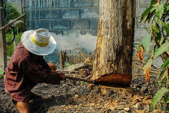 河南周口，夏邑。一男子砍树时被歪倒的树砸伤，情况危急需救治，可家人不在，同行人又