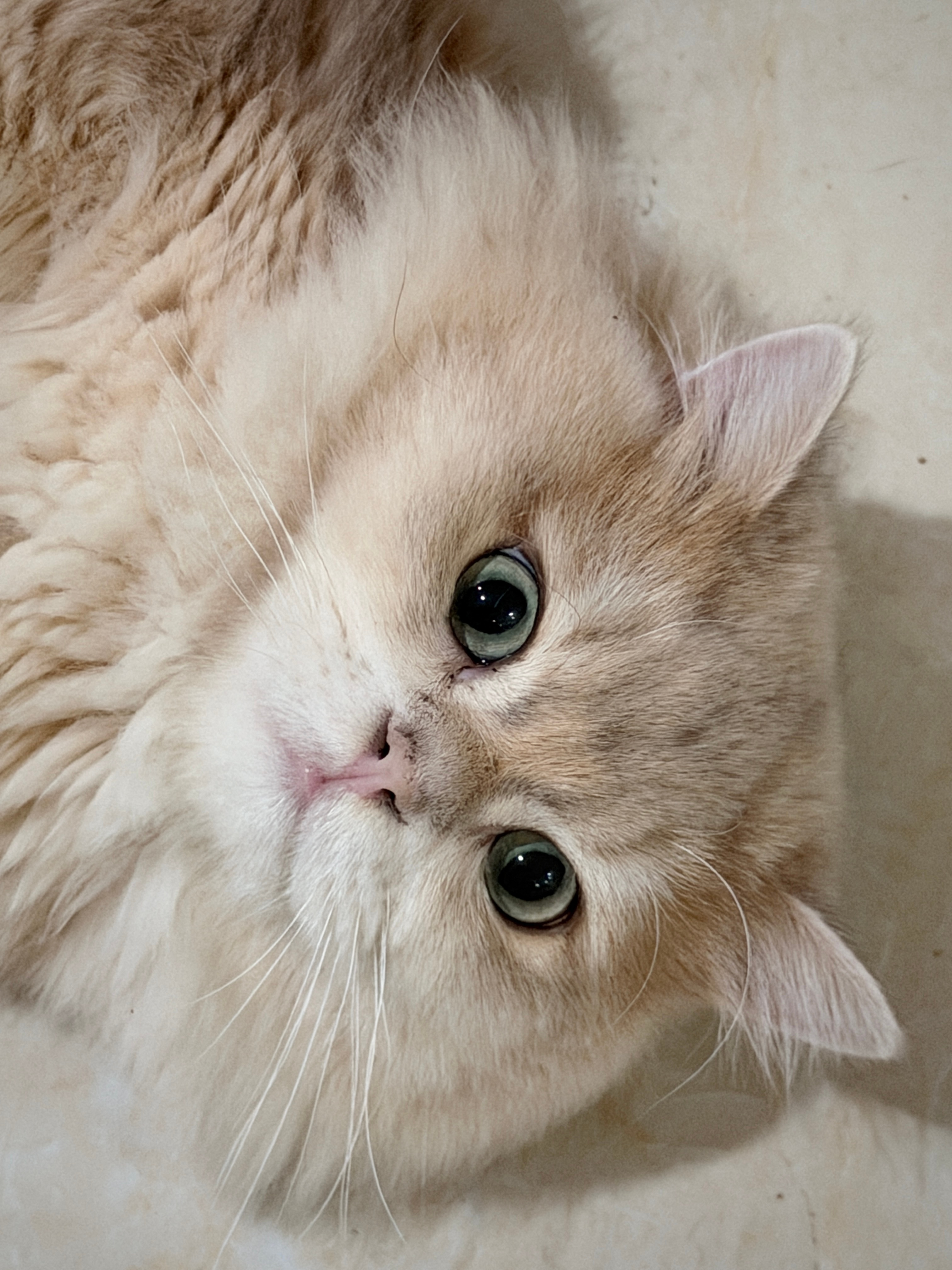 万圣节🎃来噜日常碎片plog小猫万圣节 ​​​