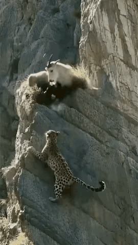 我觉得现实生活中人类为了生活而拼搏，为了两顿饱饭而全力以赴的样子，真像动物世界里