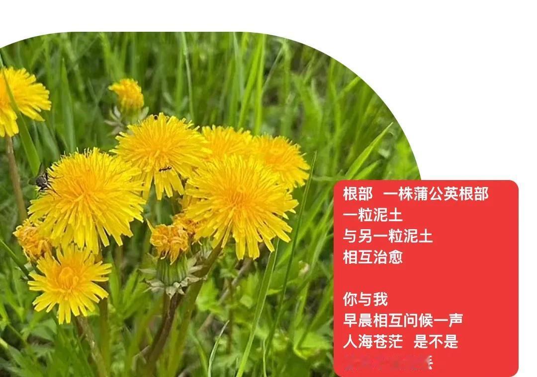 曙光 朝霞 云彩脚步
一缕微风
．
说过这些了
我还想告诉你
芨芨草窠下
小虫子
