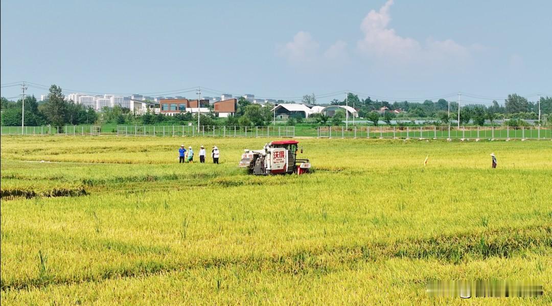 合肥庐江种业大突破！崖州湾国家实验室粮油试验基地百亩示范田完成测产，新品种“中科