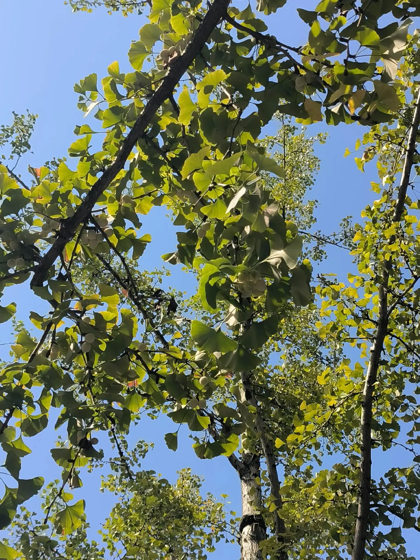 九华山风景区 佛教圣地 享受大自然 心诚则灵