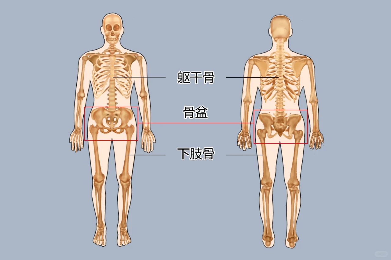 盆骨是指哪个部位图片