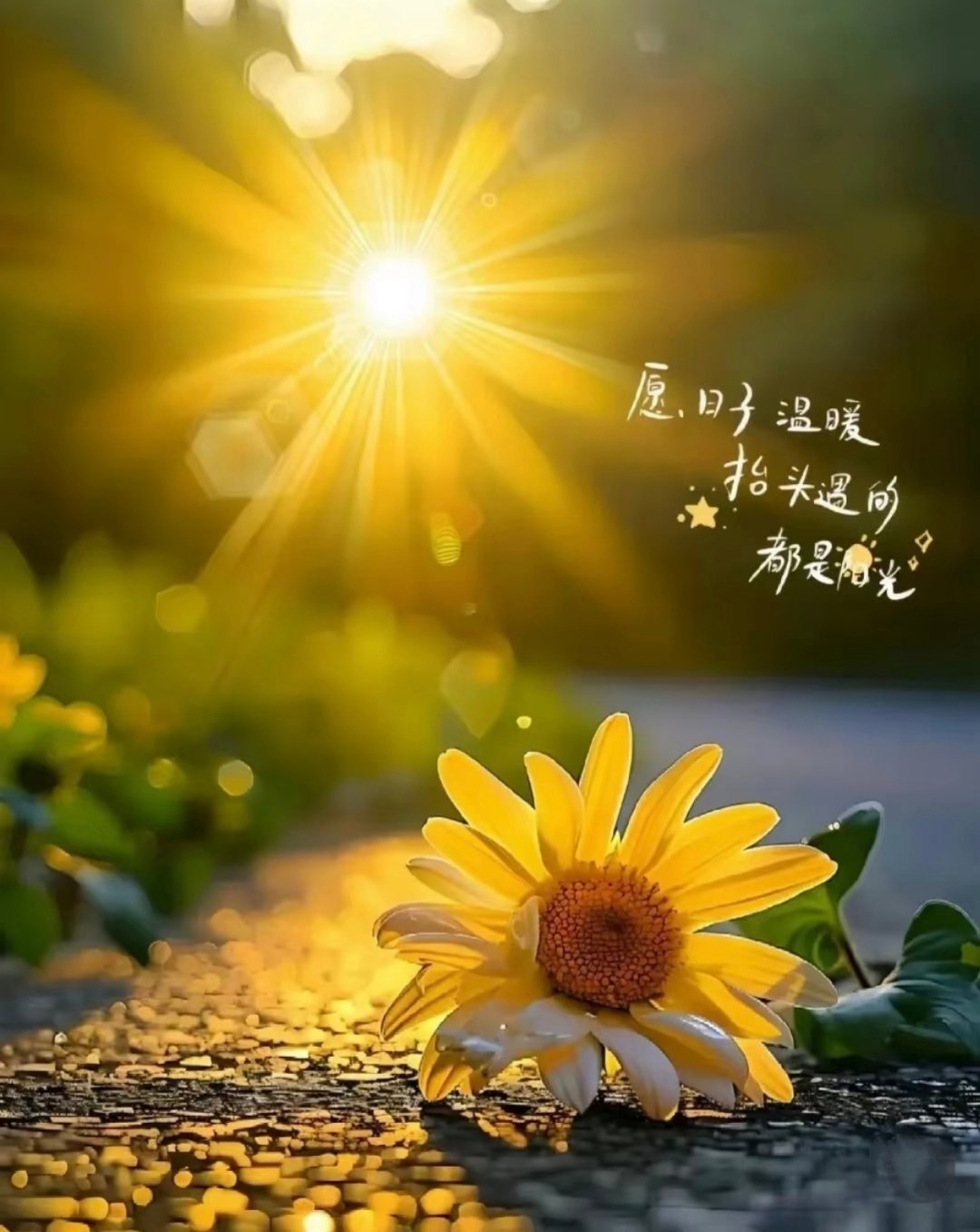 —— ◡🔆 𝙈𝙤𝙧𝙣𝙞𝙣𝙜 💐◡未来的道路一定会像清晨一样，盛