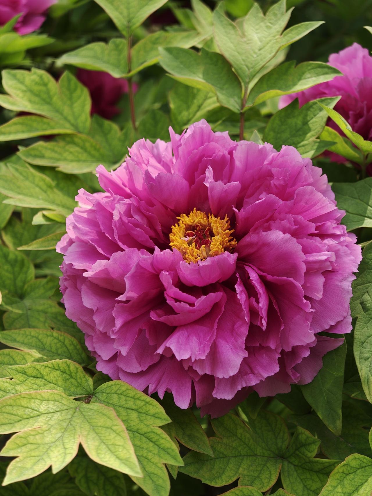 国色天香，牡丹盛景