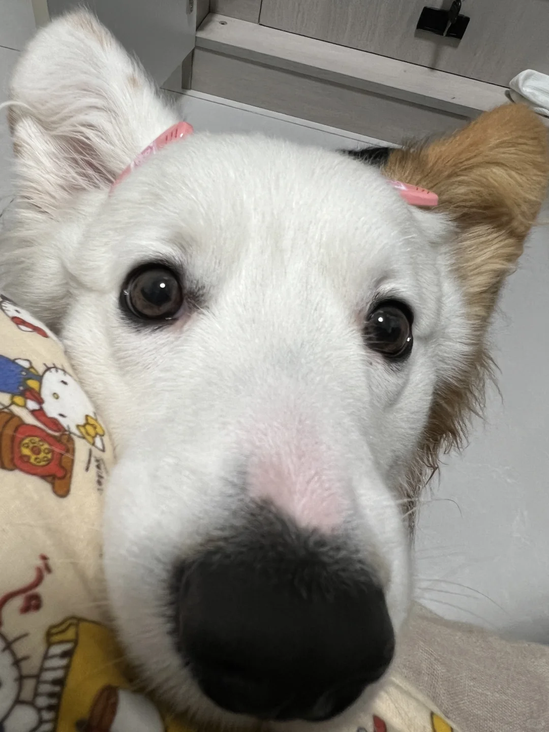 哪个村的村姑啊❓