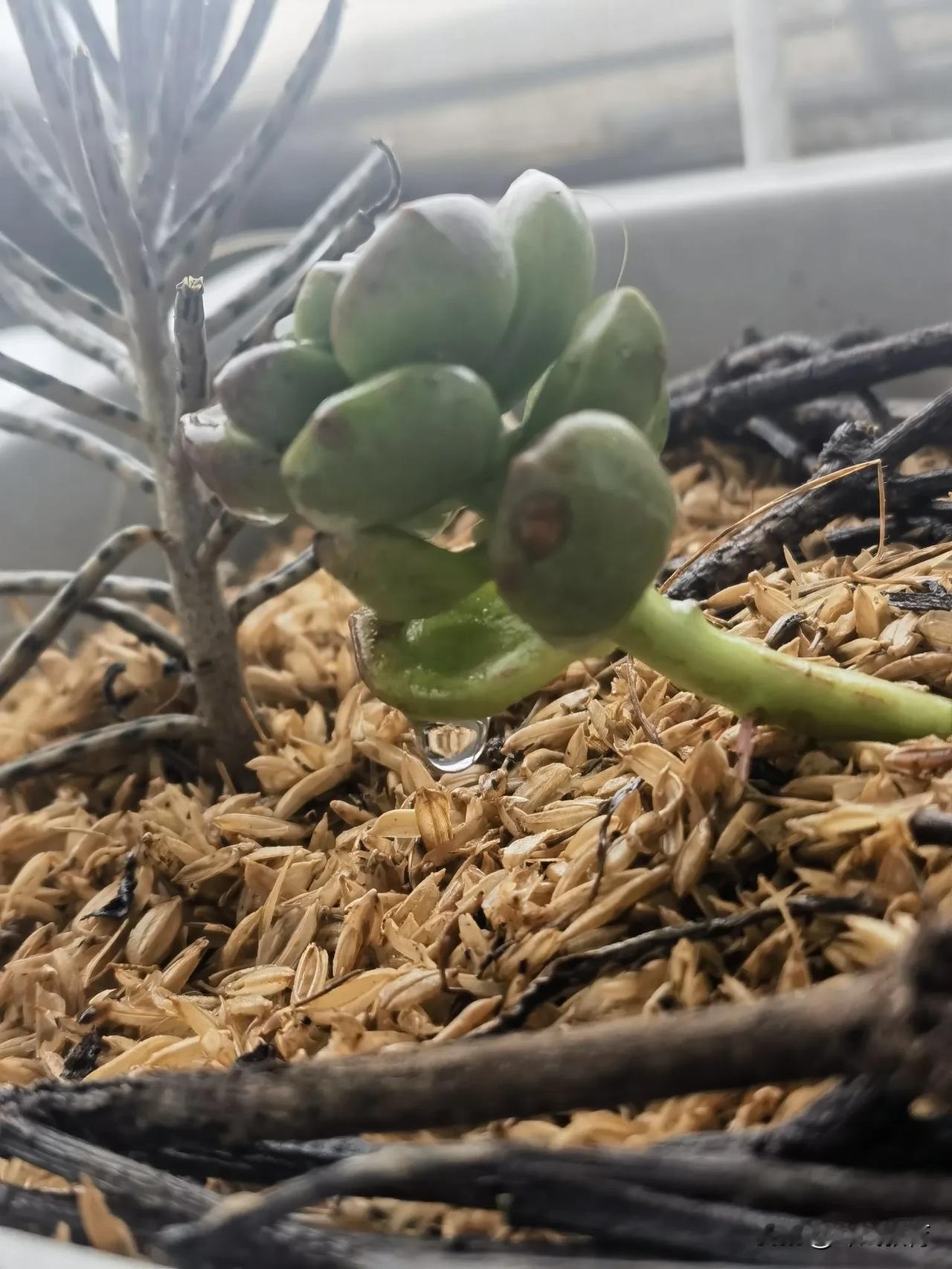 狂风暴雨后多肉！