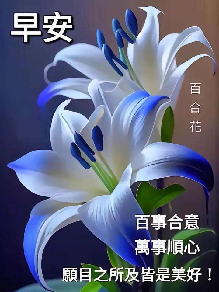 早安，百合花，愿你事事如意，事事顺心！🌷🌸🌼