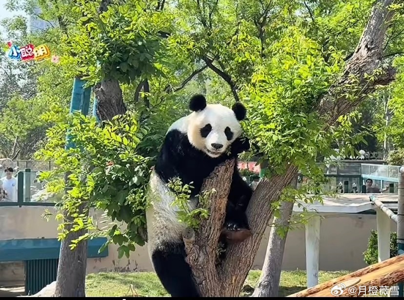 下午的时候和同事聊天，我说我想吃我弟妹在东北带回来的瓜和猪蹄，嗯嗯下班回家就吃到