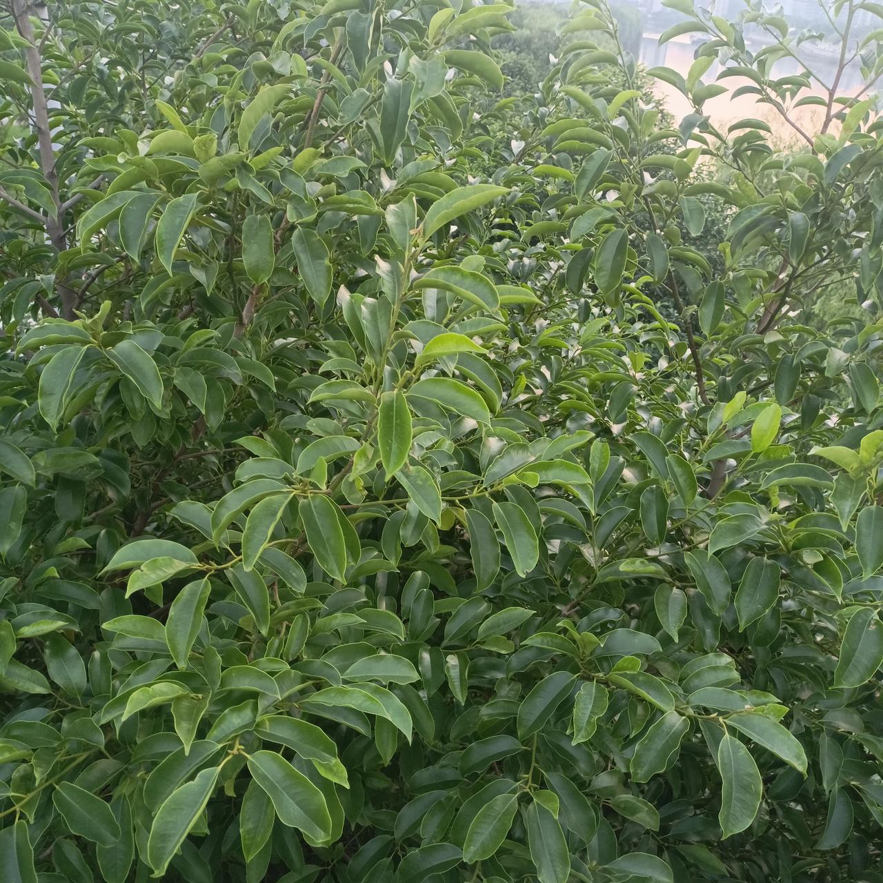 行为主义心理学是拒绝承认人有独特的思想和感受等内心世界的，他们认为，人类的行为取