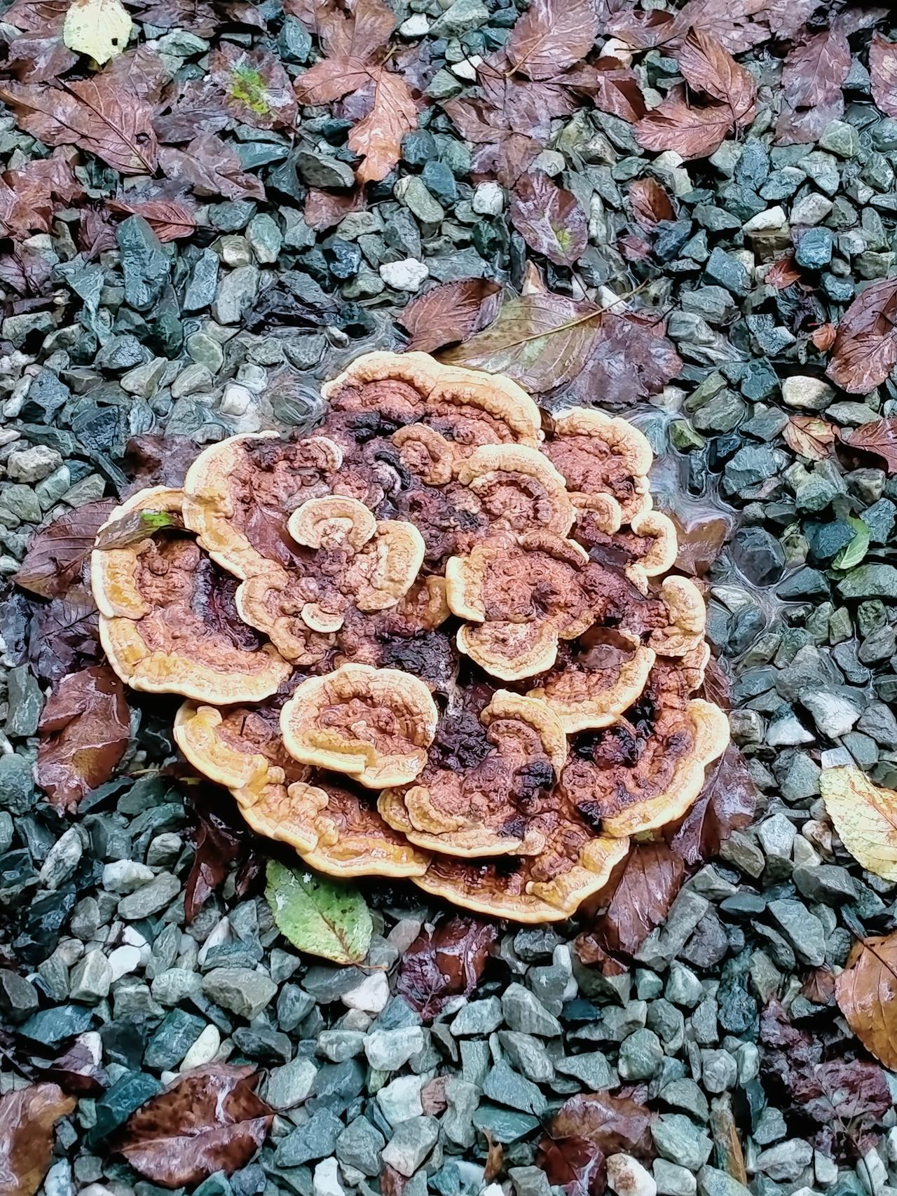 这是什么？有谁认识？
像一朵花那么美，
让人忍不住把它拍下来……

前天，与好朋