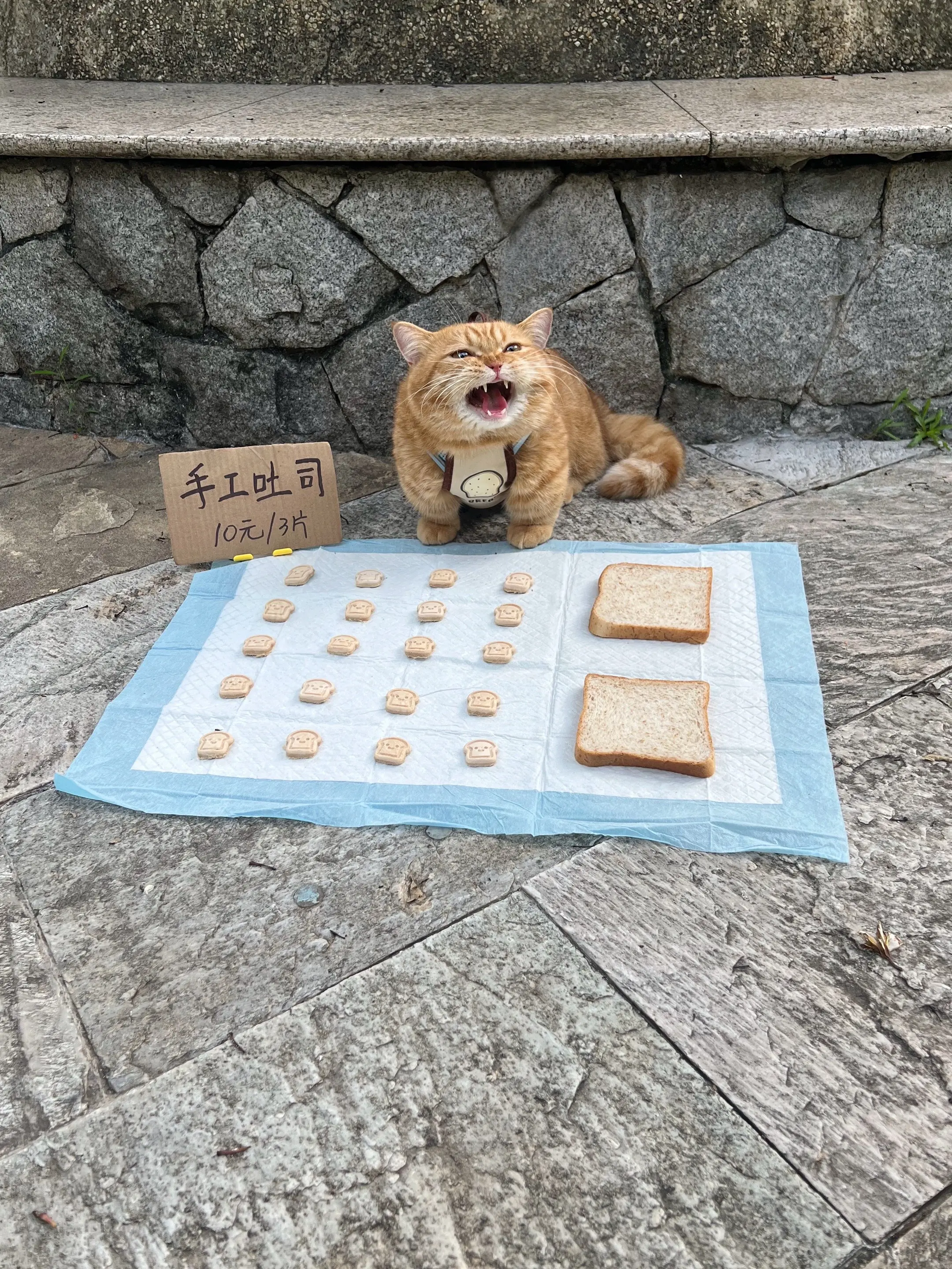 新鲜出炉的小猫吐司来咯～家有萌宠