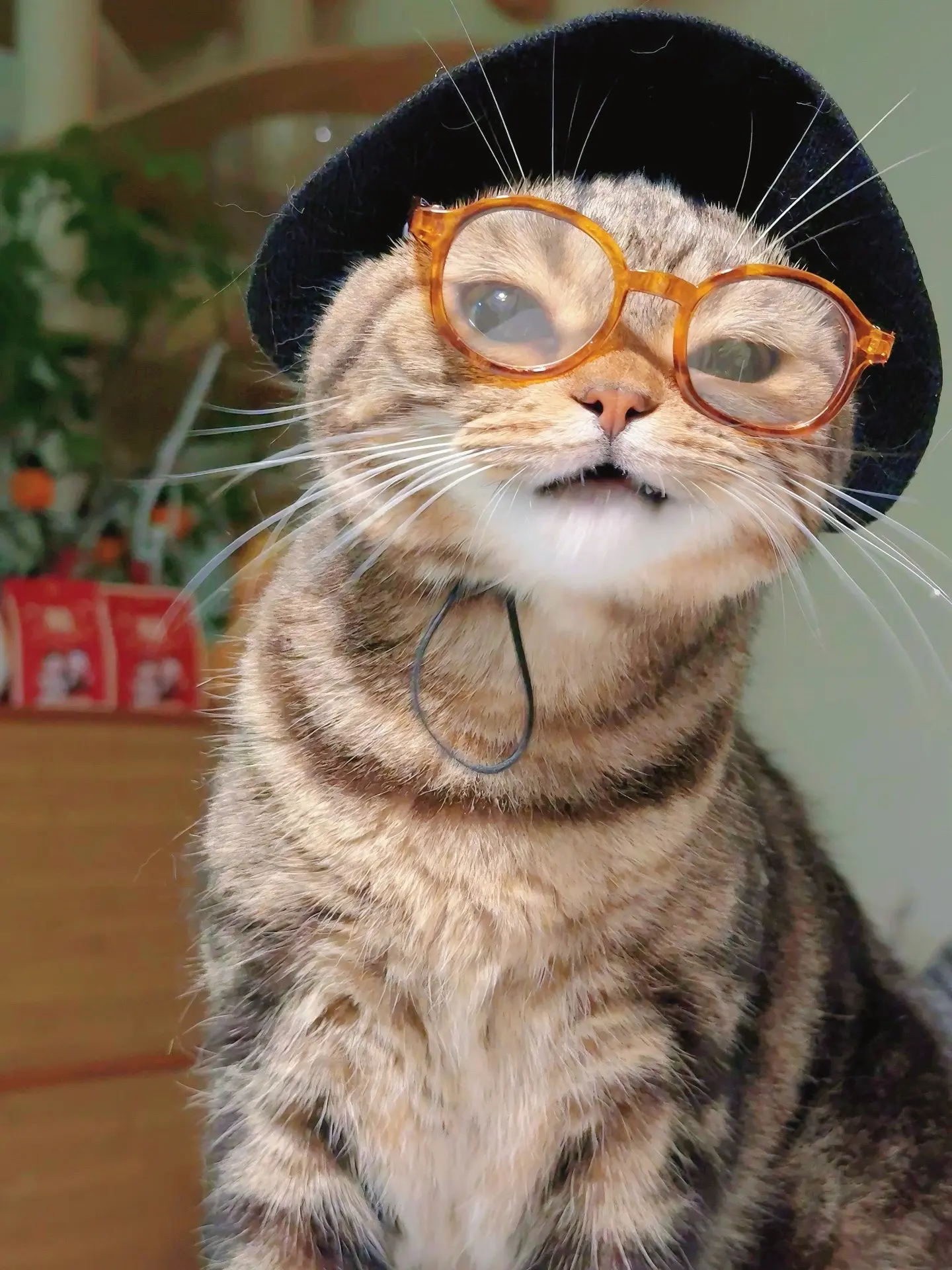 你好，我的猫猫博士。我好喜欢