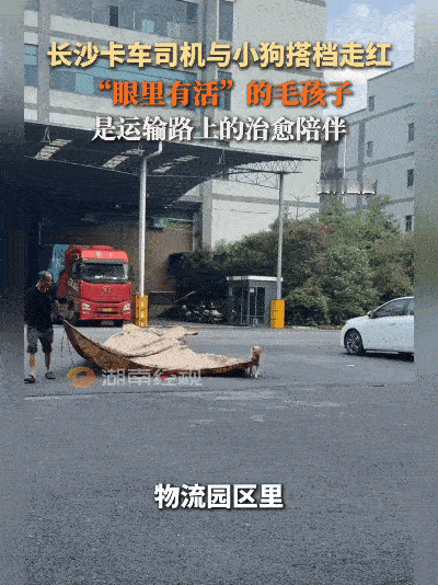 萌翻全场！长沙卡车司机的专属搭档太能干了
 
近日，长沙物流园区里一段有趣的视频