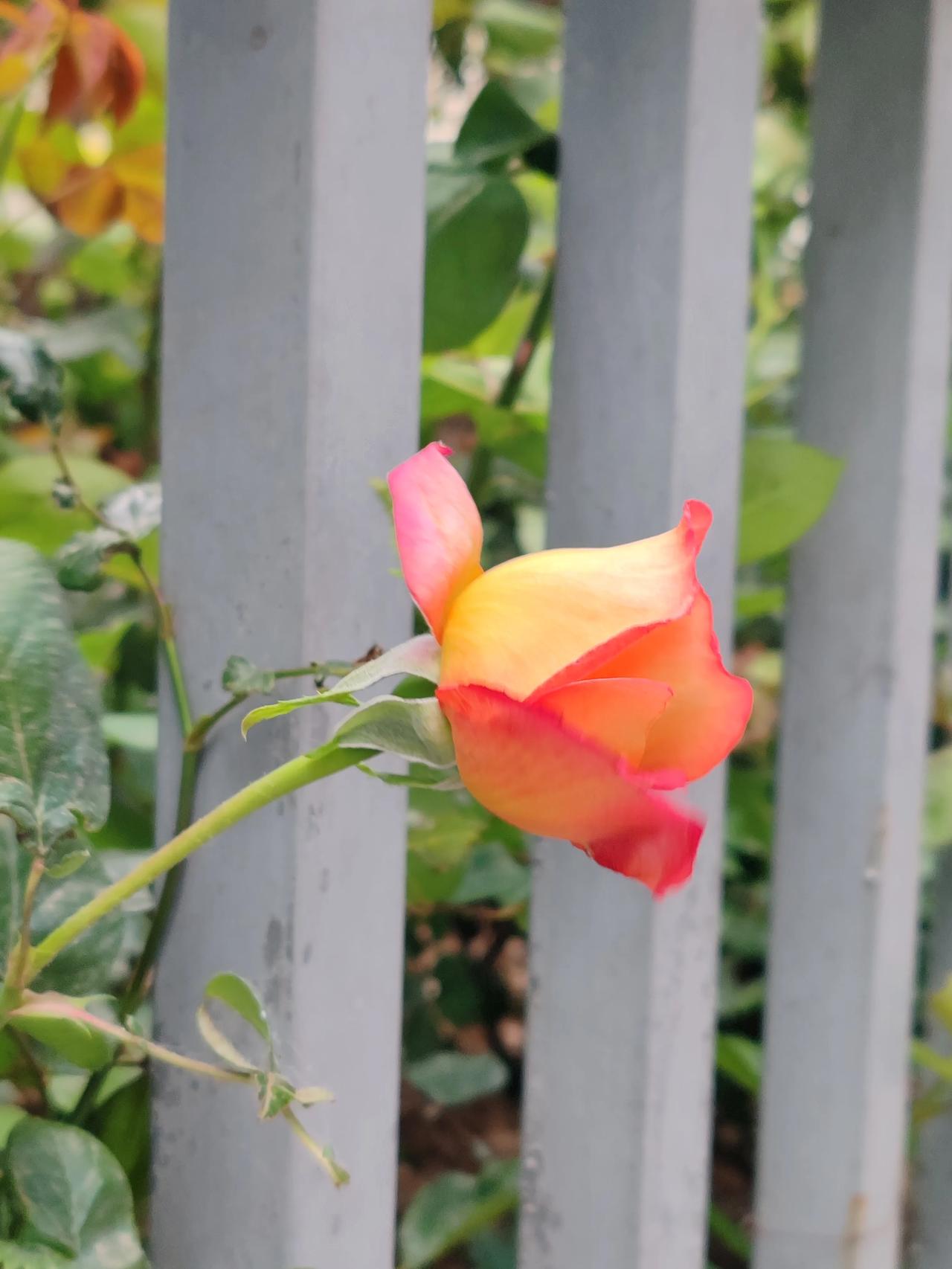 分享一张最近随手拍的照片