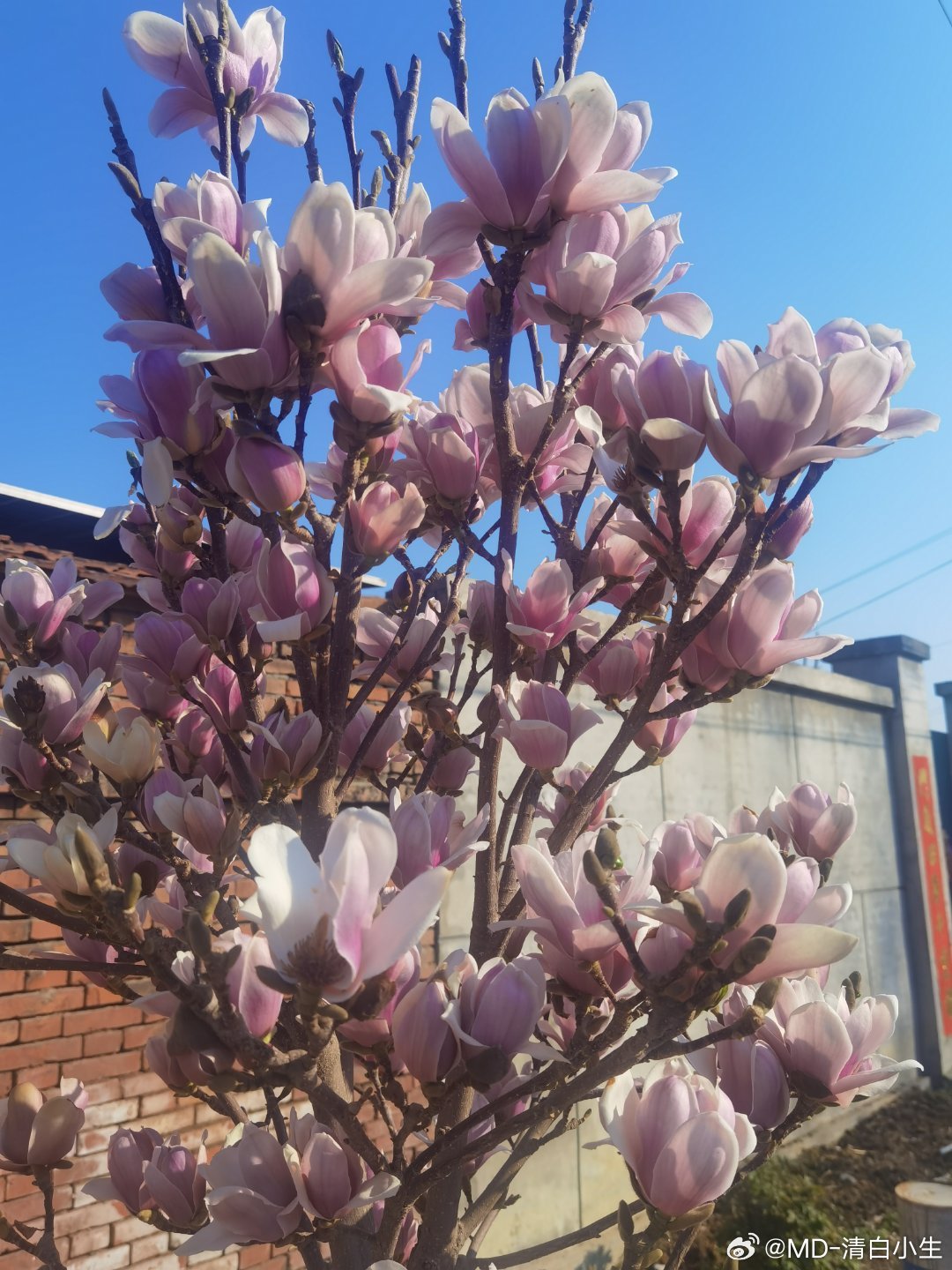 回婆婆家了，门前的小树都开花了，这个季节真好 