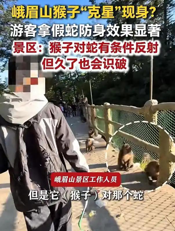 笑不活了！四川乐山，外地游客早就耳闻峨眉山猴子 “素质低”，不仅爱抢东西，还会上