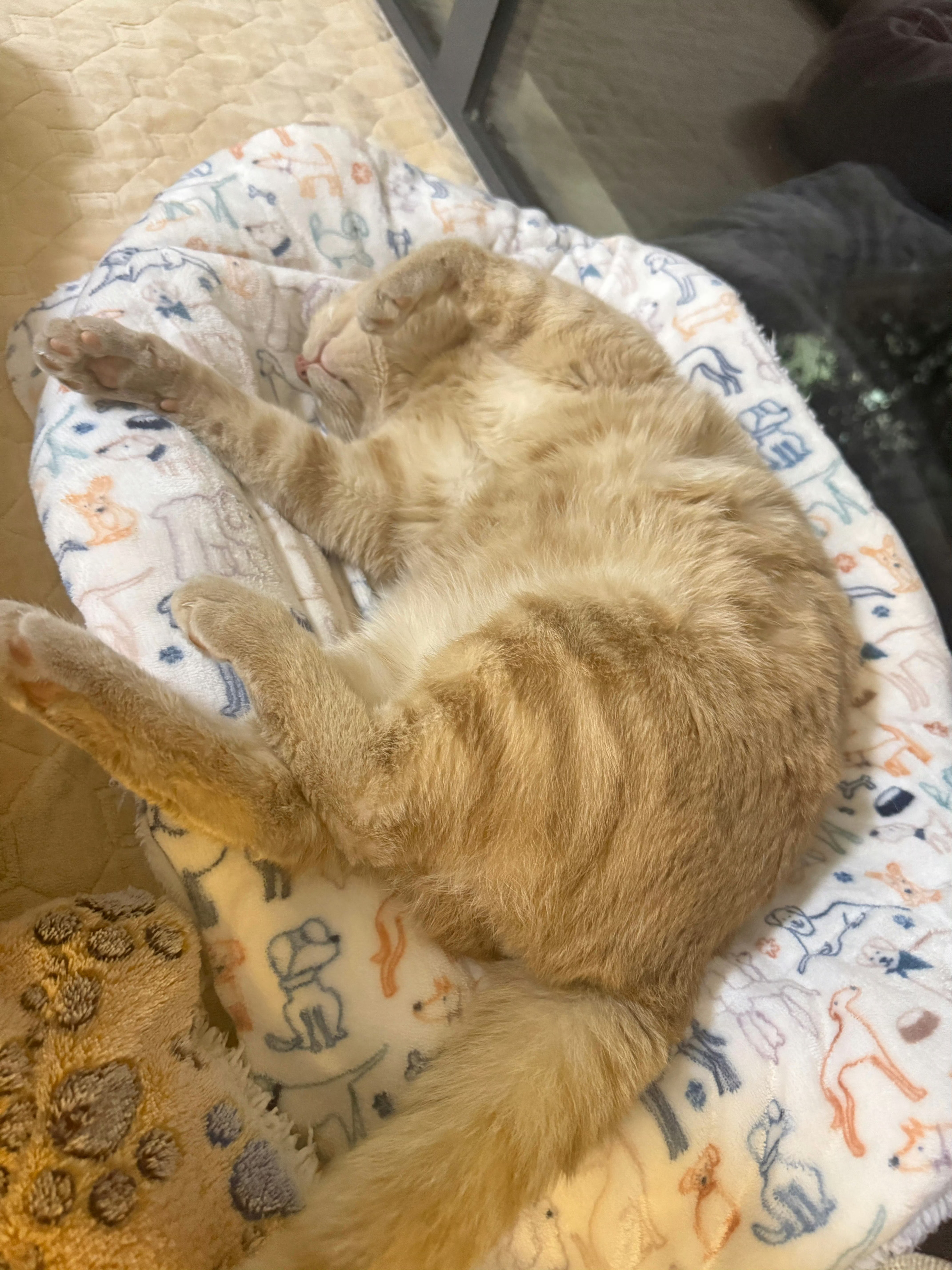 女子睡觉被15斤猫咪压致手腕骨折看到了警示…已知橘子12斤了，15斤就可以压到手