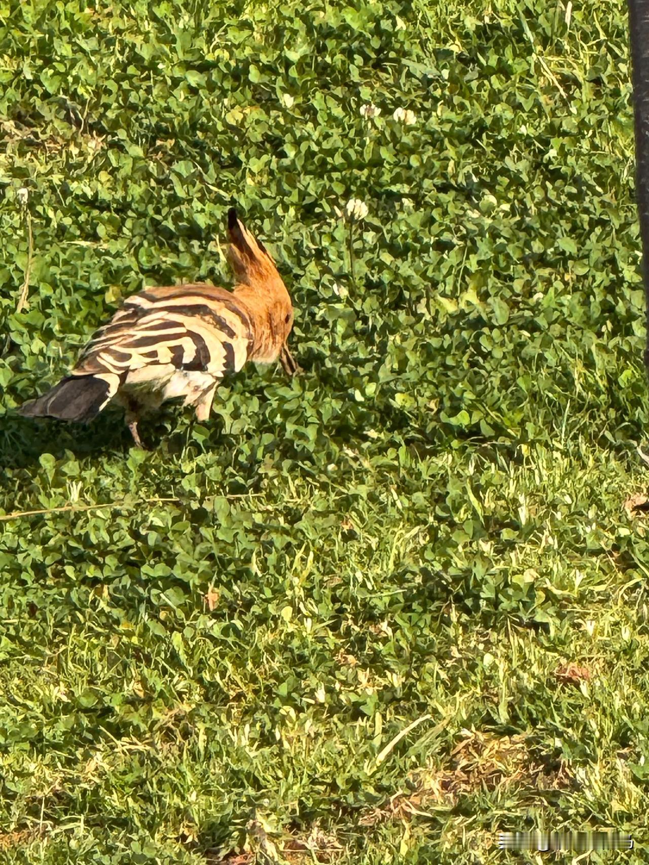 多姿多彩的戴胜鸟🐦