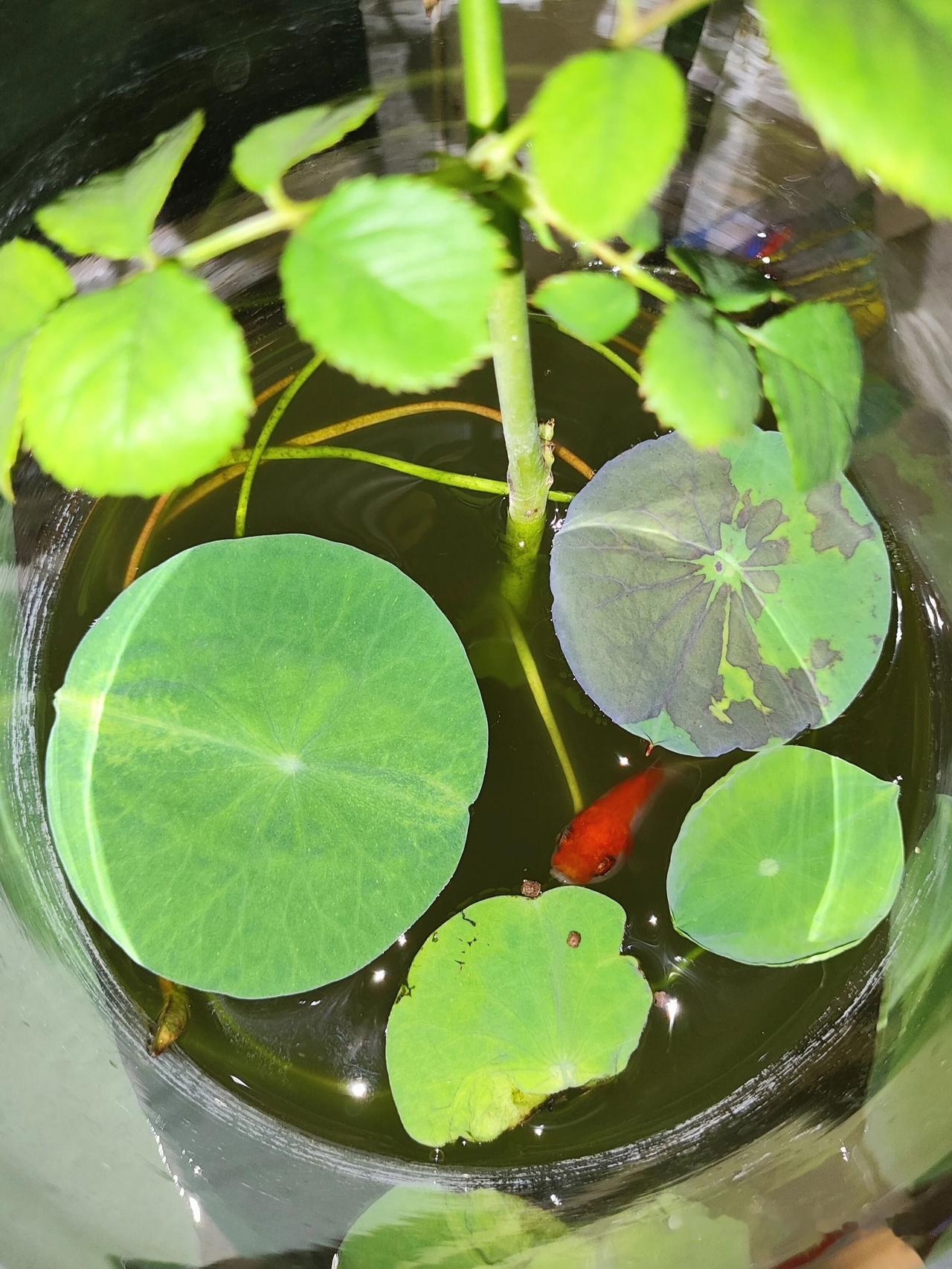 莲叶越来越多，小鱼被挤死了
今天突然发现
花瓶里养的这条小鱼死了

这些天光顾着
