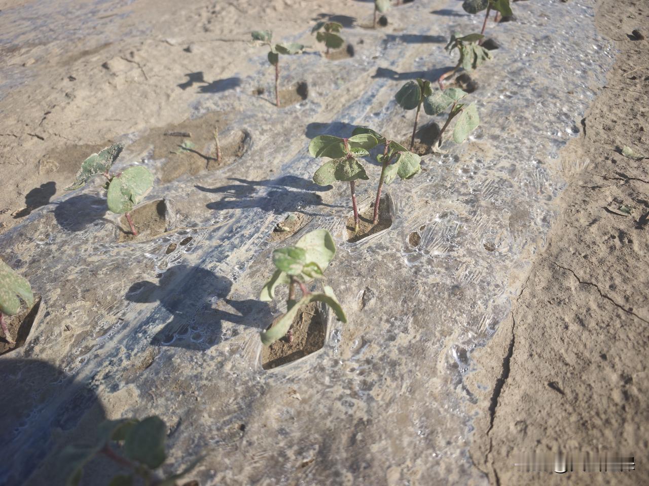 家门口的春天 家门口的春天，棉苗开始长绿，那景象太治愈了。就像沙湾市柳毛湾镇，春