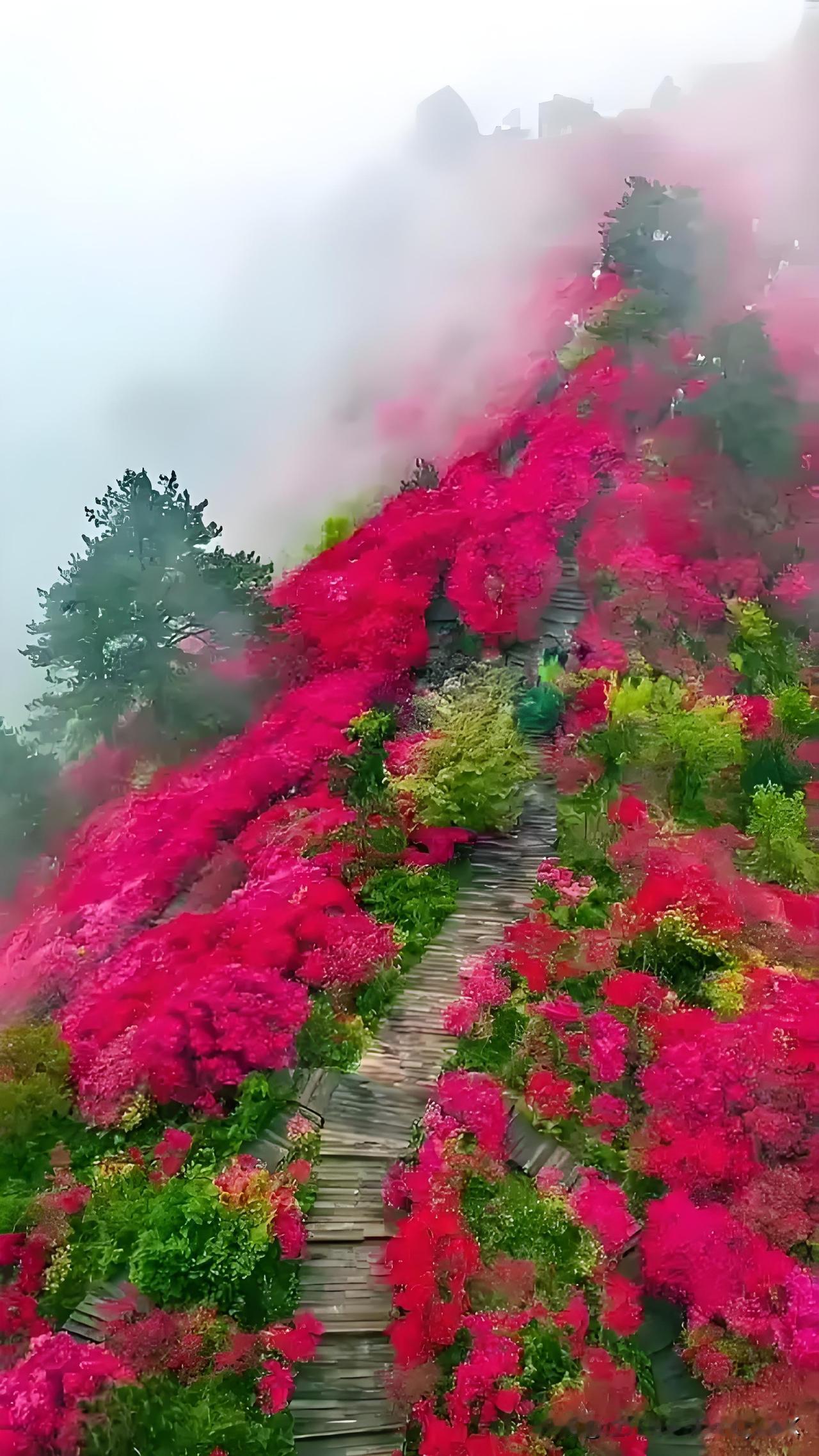 《杜鹃花》
——宋.杨万里
何须名苑看春风，
一路山花不负侬。
日日锦江呈锦样，