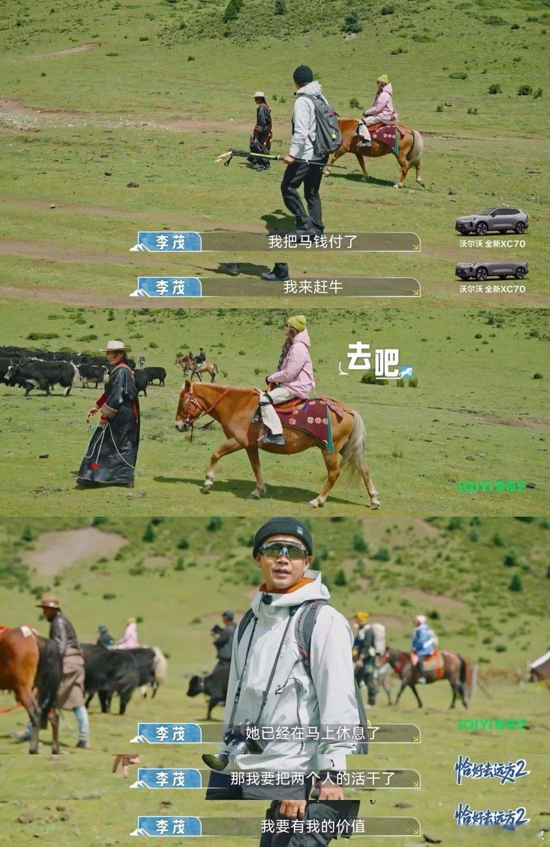 弦子优雅骑马李茂赶牛缺氧 这波宠妻又好笑！弦子高反骑马悠然，李茂秒变牧民赶牛，自