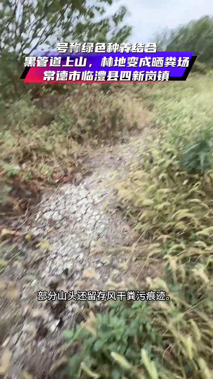 号称绿色种养结合，黑管道上山，林地变成晒粪场。
这里是常德临澧县四新岗镇牯牛桥社
