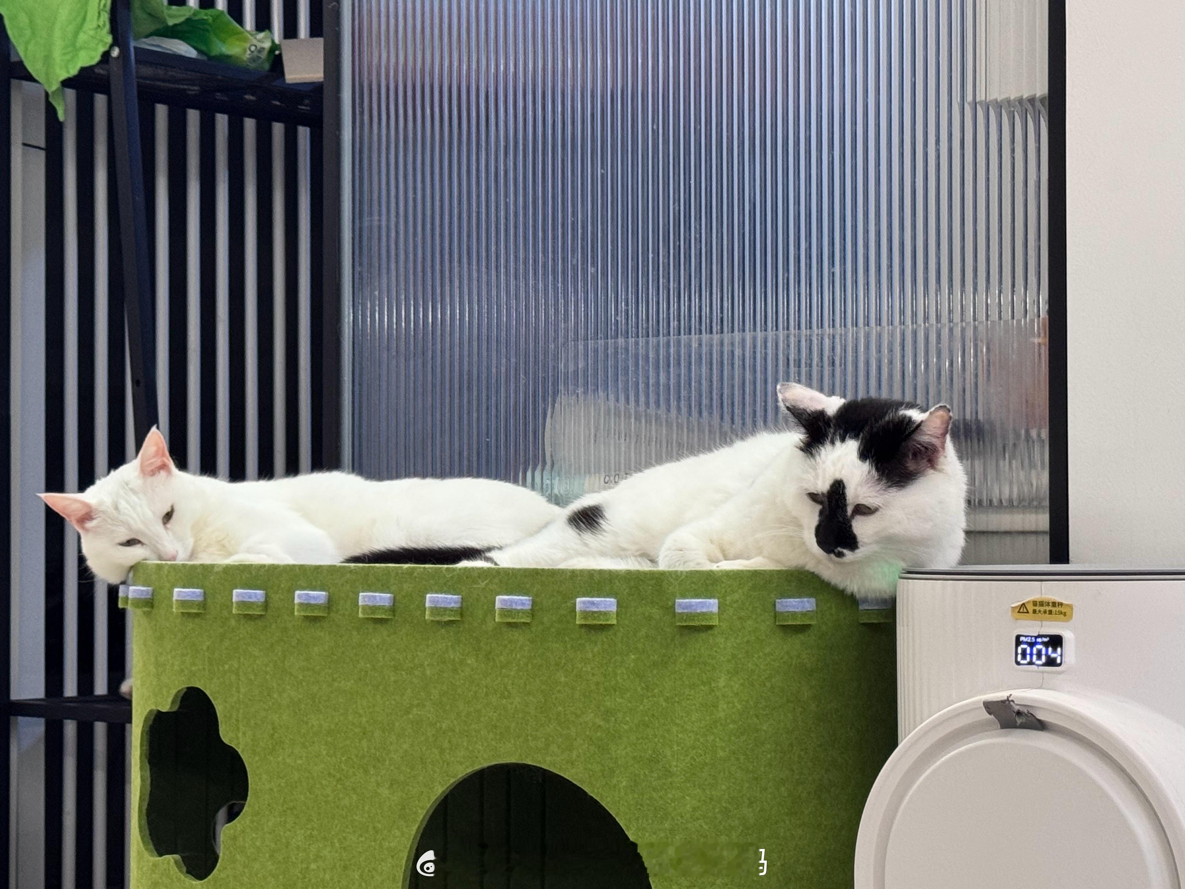 邪恶双头猫 ​​​
