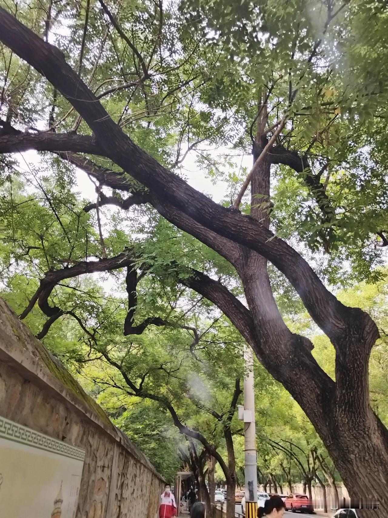 天气太热了。
中考生在家3500词，今天背到第15天了，明天一天背五天的，争取背